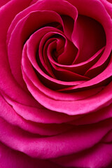 Fototapeta na wymiar Red rose flower macro shot background