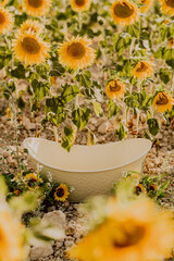 a little bathtube for a baby milbath photo session in a field of sunflowers