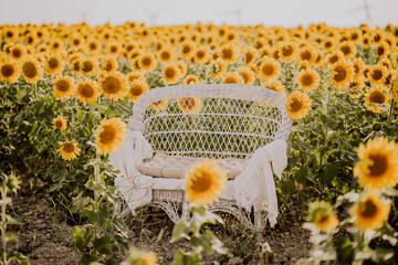 a bench in a sunflower field in andalusia spain for a photo sessions - obrazy, fototapety, plakaty