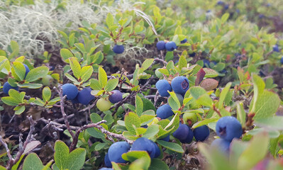 berries