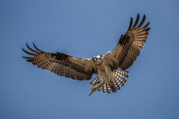 osprey in flight, with nest material