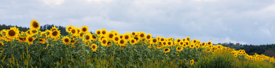 Universal Linkedin banner for different professions with sunflower