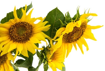 sunflower flowers large on a transparent background