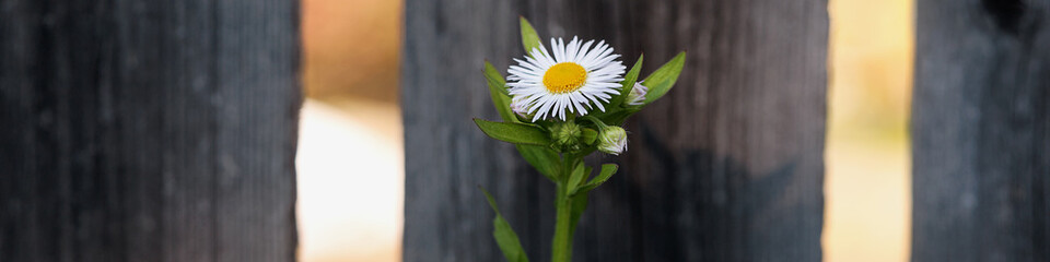Universal Linkedin banner with flower for people of any profession