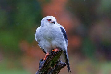 Black-winged kite (Elanus caeruleus) sitting on a branch in the South of the Netherlands   