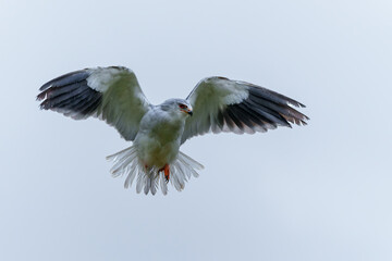 Obraz premium Black-winged kite (Elanus caeruleus) flying in the South of the Netherlands 