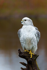 Gyrfalcon (Falco rusticolus), the largest of the falcon species, sitting in the Netherlands    
