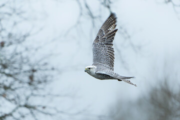 Gyrfalcon (Falco rusticolus), the largest of the falcon species, flying in the Netherlands    