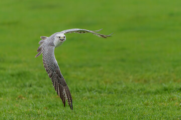 Gyrfalcon (Falco rusticolus), the largest of the falcon species, flying in the Netherlands    