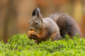 Eurasian red squirrel (Sciurus vulgaris) searching for food in the autumn in the forest in the South of the Netherlands.         