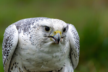 Gyrfalcon (Falco rusticolus), the largest of the falcon species, sitting in the Netherlands    