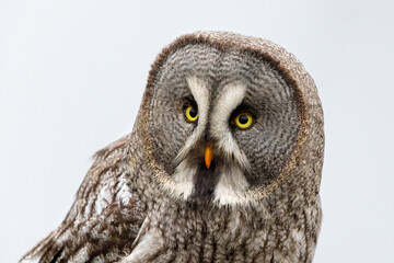 Portrait of a Great Grey Owl or Lapland Owl (Strix nebulosa)on the bank of a lake on a rainy day in Gelderland in the Netherlands 