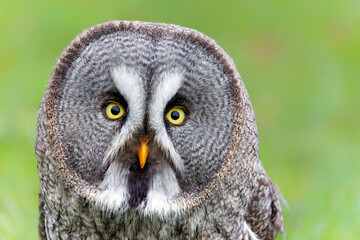 Portrait of a Great Grey Owl or Lapland Owl (Strix nebulosa)on the bank of a lake on a rainy day in Gelderland in the Netherlands 