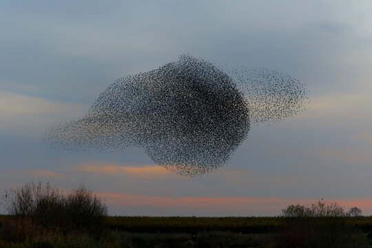 Starling murmurations. A large flock of starlings fly at sunset in the Netherlands. Hundreds of thousands starlings come together making big clouds to protect against birds of prey. 