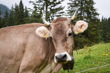 swiss cow in the field