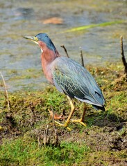 green heron