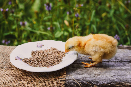 yellow farm baby chick, little hen, chicken eats healthy food from a plate on a green natural background 2