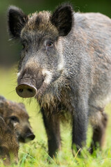 Fototapeta na wymiar Wild boar mamma portrait with piglets