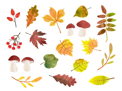 Big Autumn set with watercolor mushrooms, leaves and berries. Vector fall season collection