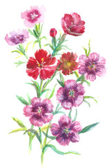 Pink and red field carnation