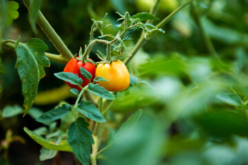bushes of tomatoes with ripening tomatoes in the garden