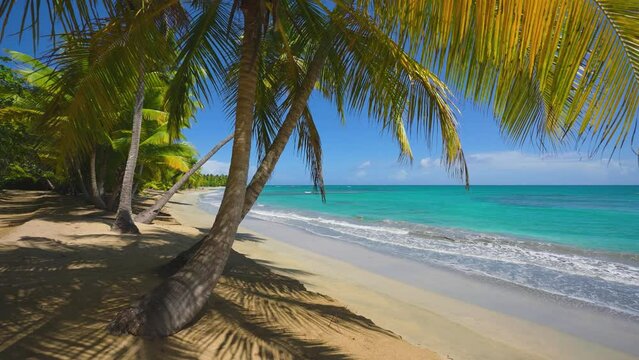 Shadows of coconut trees on the golden sandy tropical wild beach. Pure transparent waves on the sand of an exotic beach. Vivid green palms and turquoise ocean against a blue sky. camera movement.
