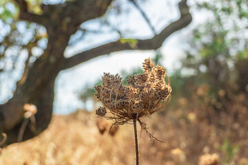 Close up dry flower in the nature