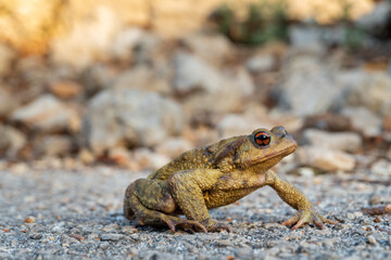 Close up toad with red eyes