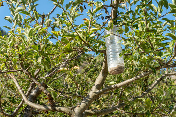 Fototapeta premium Plastic bottles hanging on tree branch with natural insecticide to control plagues.