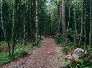 Obraz premium path in the woods