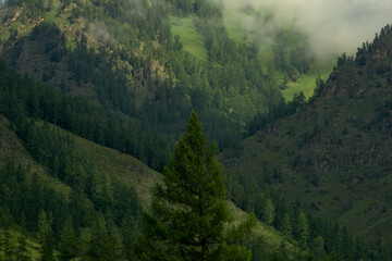 Green slopes of rocky mountains in the Katunsky reserve of Altai