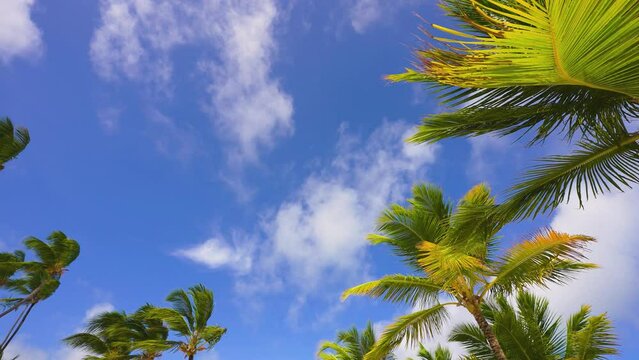White clouds float across the blue sky over a tropical palm beach. Palm trees against the sky. Sunny summer day. Bright nature of the tropics. camera static.