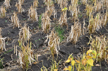 On the stem of haricot (beans, phaseolus) ripe pods