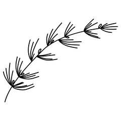 Pine tree branch illustration. Hand-drawn doodles illustration.
Line art. Icon
