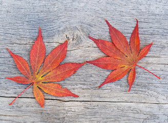 Colourful Japanese Maple Leaves against a wood textured background. Autumn colours.