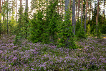 Forest scene with blooming heather in summer evening in August in Latvia