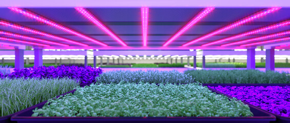 Indoor vertical farm. Hydroponic microgreens plant factory. Plants grow with led lights. Sustainable agriculture for future food. 3d illustration.