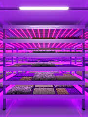 Indoor vertical farm. Hydroponic microgreens plant factory. Plants grow with led lights. Sustainable agriculture for future food. 3d illustration.