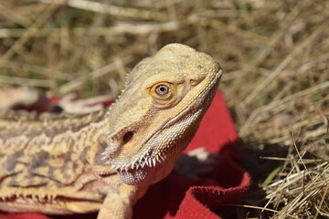 Bearded Dragon