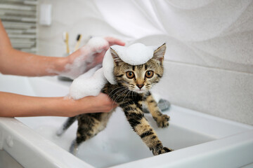 A woman bathes a cat in the sink.
