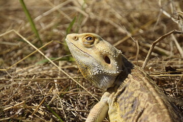 Bearded Dragon