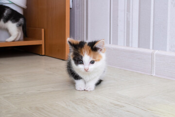 A small tri-colored kitten sits on the floor