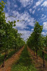 Landschaftsaufnahme mit sch&ouml;nen Weinreben und Blauem Wolkenhimmel.