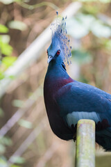 Portrait of a Victoria crowned pigeon (Goura victoria)