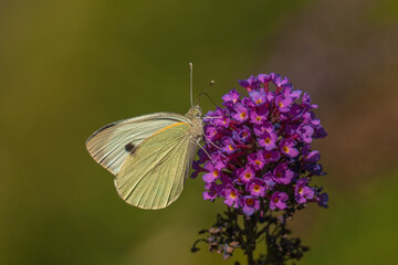 Nahaufnahme eines Kohlweislings , welcher auf lila Fliederblüten sitzt.
