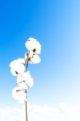Blooming cotton branch against the blue sky.