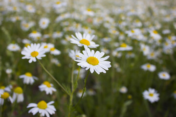 chamomile field, flowery meadow lawn of the same type of chamomile flowers.