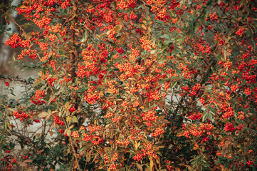 Bright orange fruits on tree branches with green leaves. Rowan.