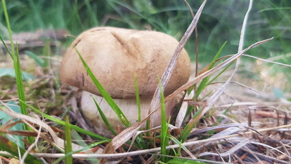 mushroom in the grass