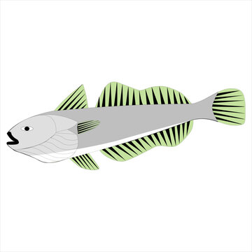 Peces de mar Pez Merluza nombre cient&iacute;fico Merluccius gayi